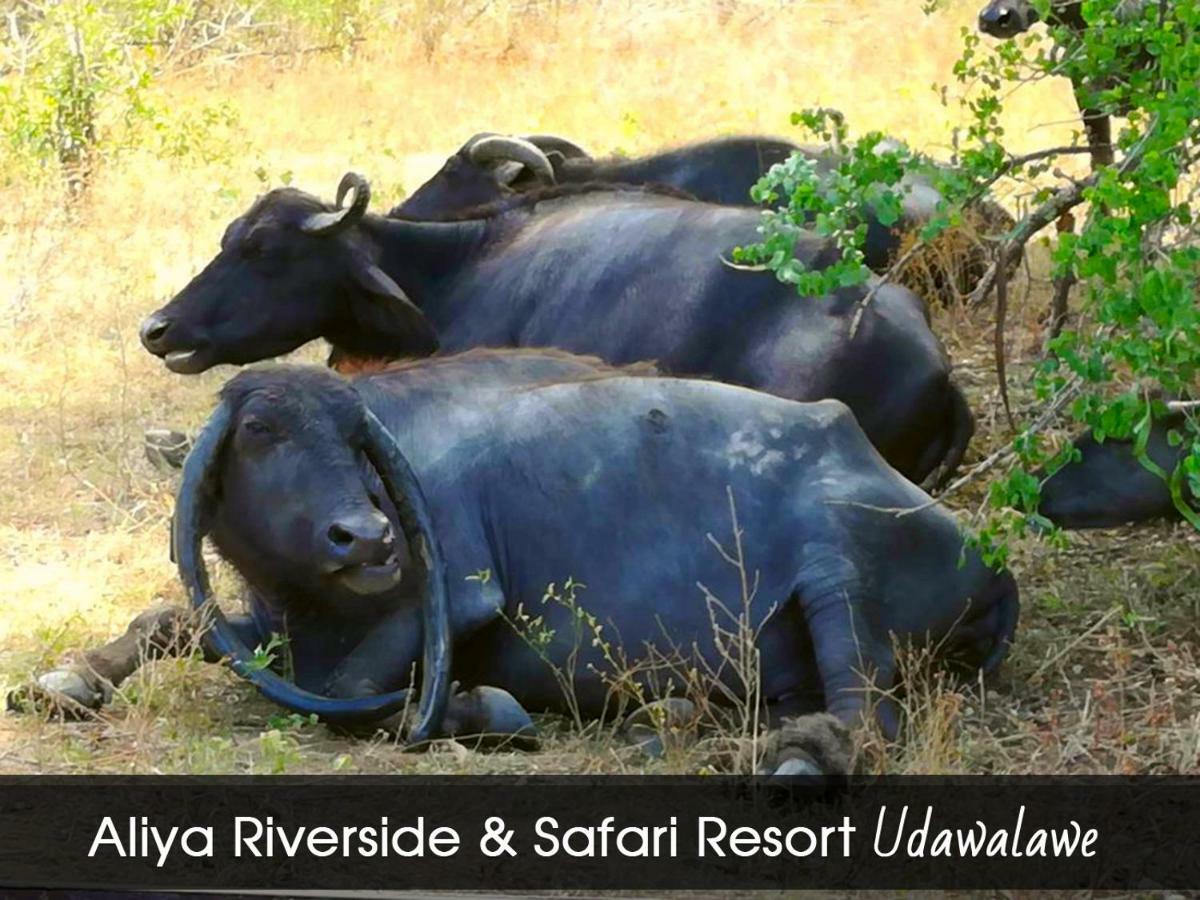 Aliya Riverside & Safari Resort Удавалаве Екстер'єр фото